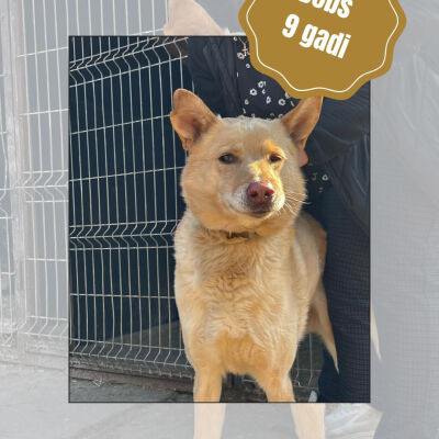 Labdarības pasākums 