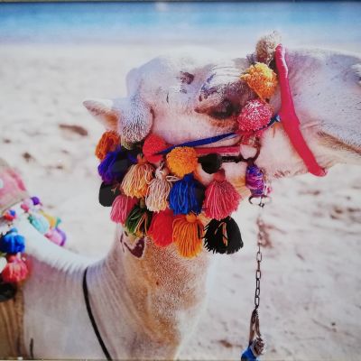 LIDICE 2024 - Karavāna